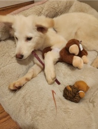 German Shepherd – White German Shepard For Sale