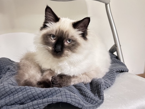 Ragdoll - fluffy and floppy Ragdoll kittens (male)  available for adoption in Thornton Heath