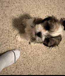 Shih Tzu – Teddy bear 3 months old