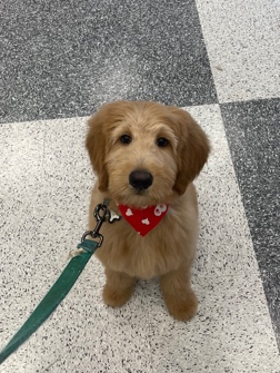 Golden Retriever – 12 week Goldendoodle Needs New Home