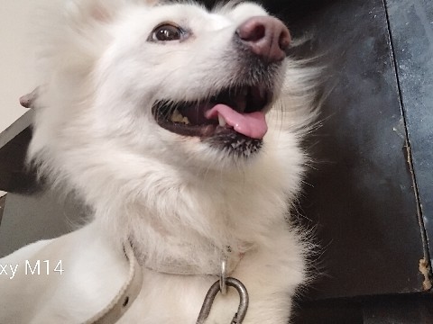 Pomeranian – pomeranian – Patiala