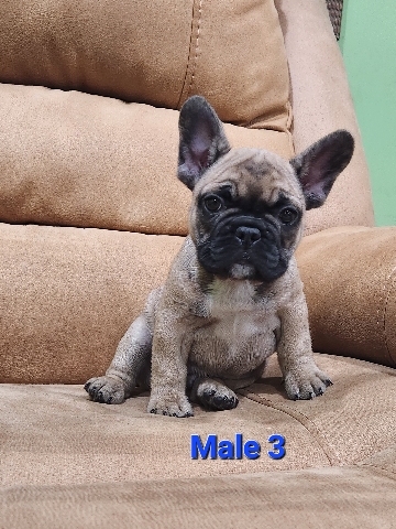 French Bulldog – french bulldog puppies