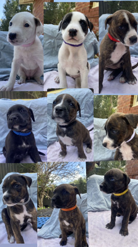 American Staffordshire Terrier – selling puppies