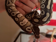 mojave ball python