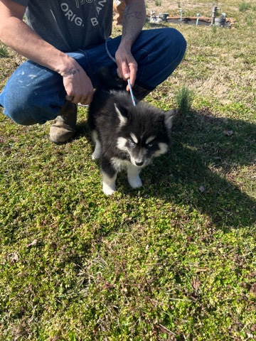 Siberian Husky – Siberian huskies