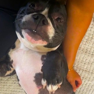 French Bulldog - Lily The Queen of Zoomies & Snuggles! available for adoption in Los Angeles