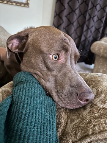 Labrador - Looking for a loving home