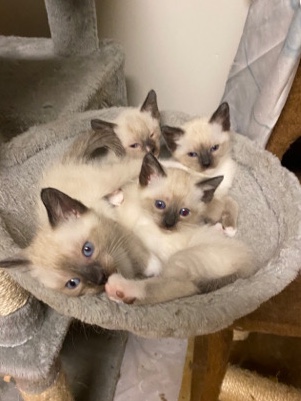 Siamese – Siamese Kittens Available