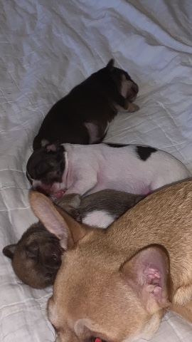 Chihuahua – chihuahua pups