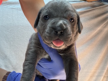 Cane Corso – Cane Corso Puppies – Santa Clarita
