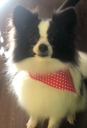 Pomeranian – Pomeranian female