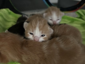 Kurilian Bobtail – kurilian bobtail kittens – Lansing