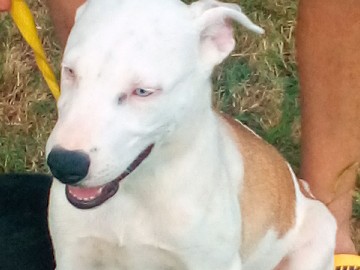 Mixed Breed – must re-home Paw – Oklahoma City