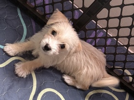 Yorkshire Terrier – Shorkie (Blaze) – Chester