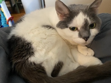 looking to rehome 1 cat – Lakeside Park