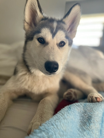 Siberian Husky – needs a loving home