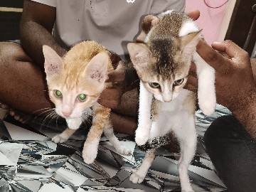 Bengal – Orange-ginger tabby and Brown-Grey Tabby with White Paws – Maheshtala
