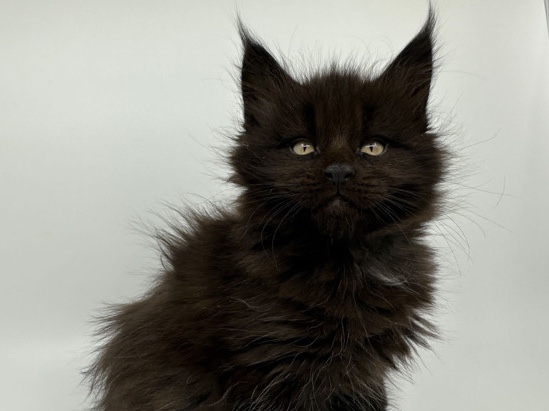 Maine Coon – Maine **** Kater mit Stammbaum