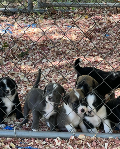 American Pit Bull Terrier – 8 pits 2blue eyed(boy& girl), 6(1 girl&5boys)