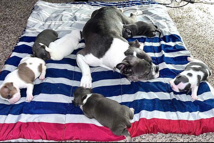 bull – pocket bullies