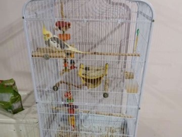 Cockatiel – want a good home for him – M'Chigeeng
