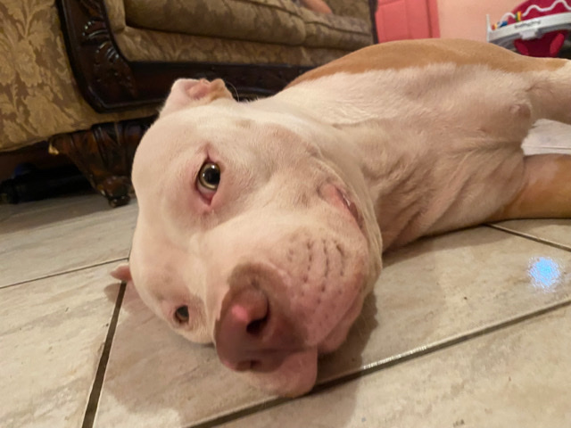 red nose pitbull