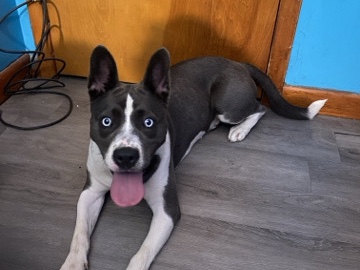 American Pit Bull Terrier – Dog – Salisbury Mills