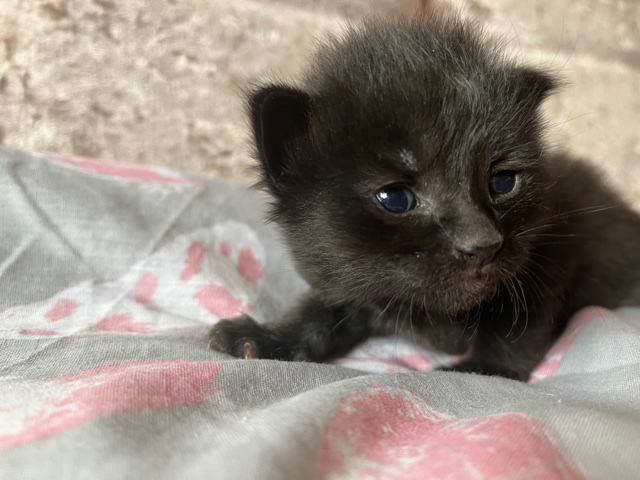 Kittens for sale