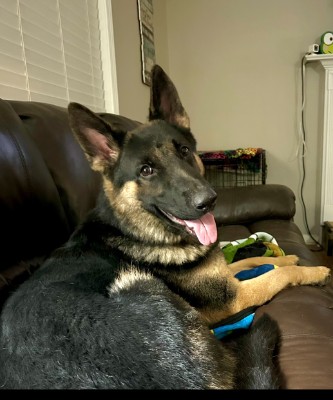 German Shepherd – Elite German Shepherd – Perfect for Protection, Work, or Companionship – Woodstock