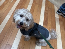 Maltipoo - maltipoo available for adoption in Chicago