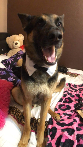 German Shepherd – 5 year old Male (ARIZONA ONLY)
