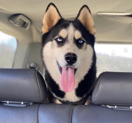 Siberian Husky – Siberian husky needs a new home
