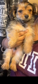 Shih Tzu – shorkie puppy