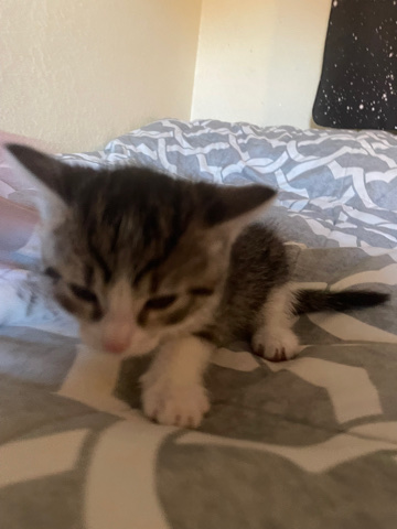 nice kitten