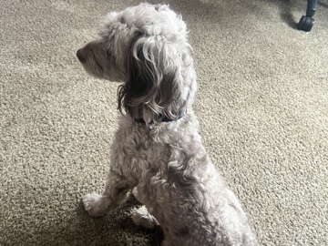 Cockapoo – Bentley (cockapoo) – Freemansburg