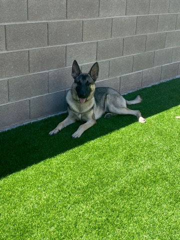 German Shepherd – German Shepard