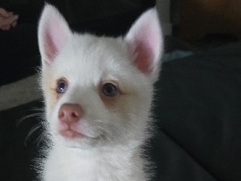 Pomsky – Pomsky Puppy 3 – Spanaway
