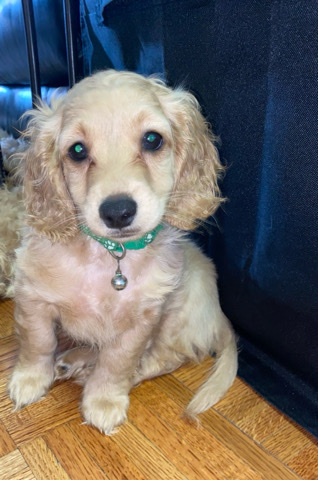 Poodle – cockapoo for sale