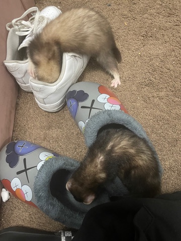 2 male ferrets