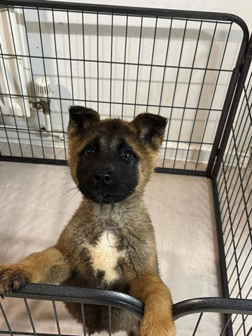 Akita – Girl American Akita