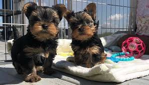 Yorkshire Terrier – Yorkie puppies for adoption