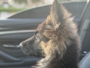 German Shepherd – German Shepard showline long haired male – Al Ain