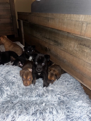 puppiesss