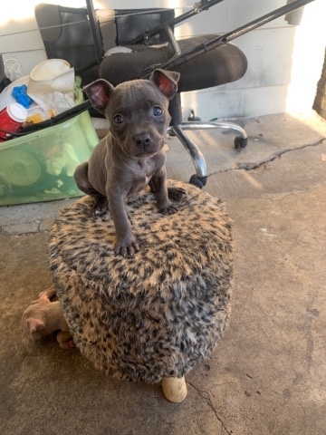 American Pit Bull Terrier – Pitbull terrier