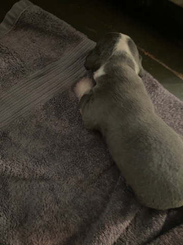 American Bulldog – male puppy for sale 250