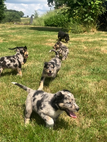 Blue Merle x Huntaway puppies 