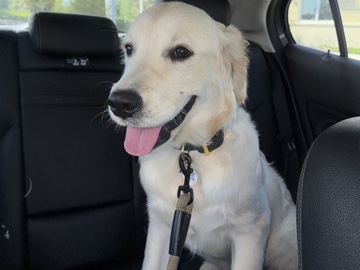 Golden Retriever – English Cream Golden Retriever – Ocala