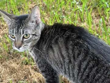 American Shorthair – needs a home! – Williamston