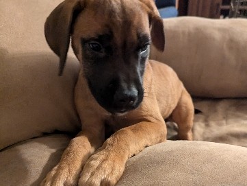English Mastiff – English Mastiffs – Ripley
