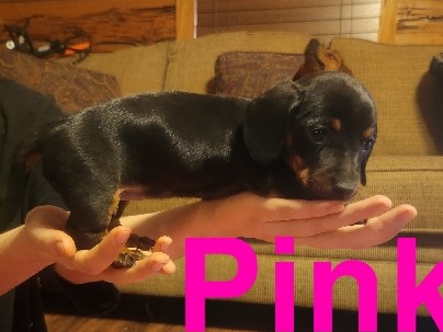 Dachshund – Miniature Dashchund